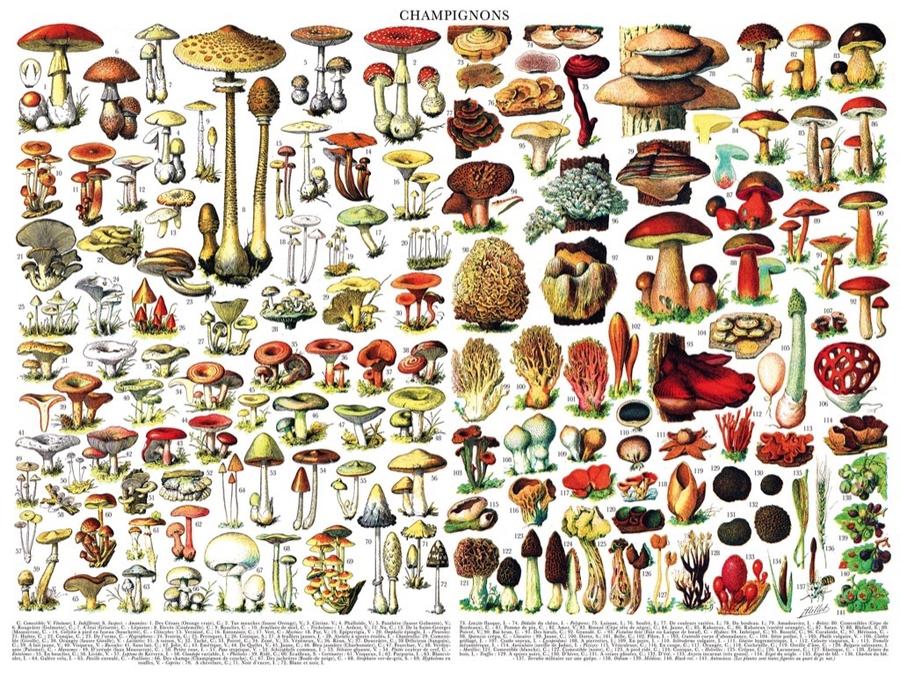 Mushrooms