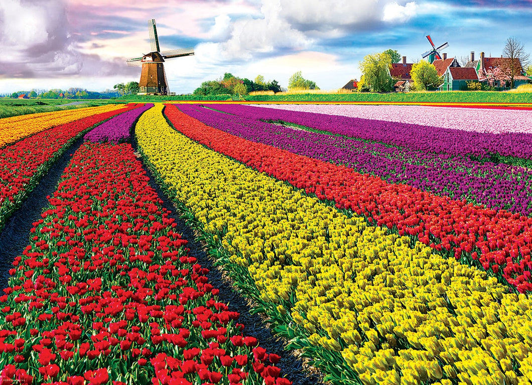 Tulip Fields