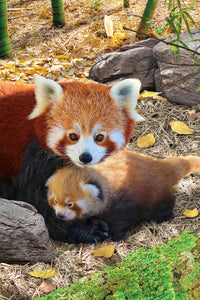 Red Pandas