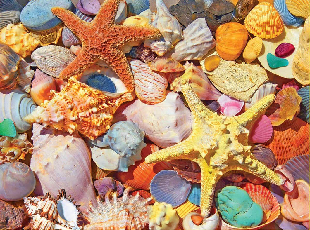 Beach Shells