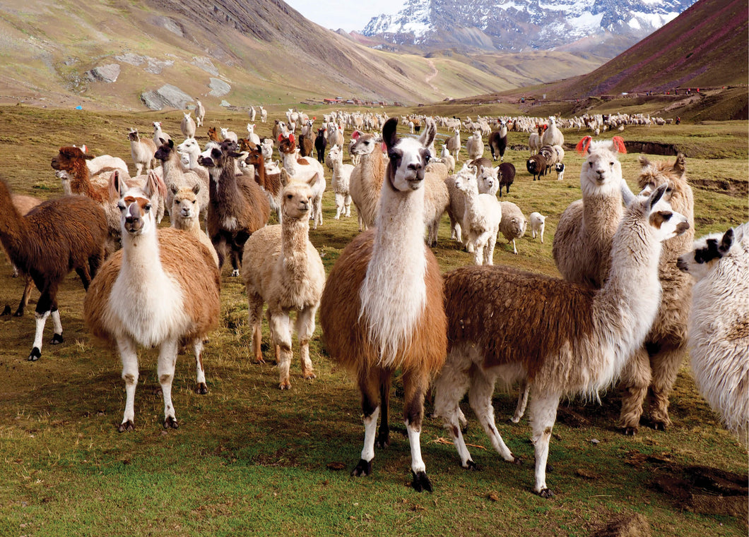 Llamas