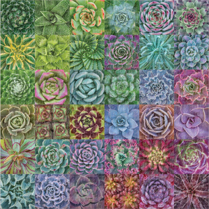 Succulent Spectrum