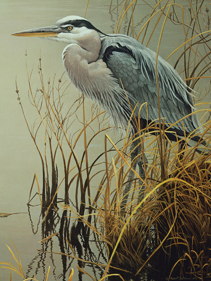 Great Blue Heron