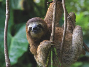 Three Toed Sloth