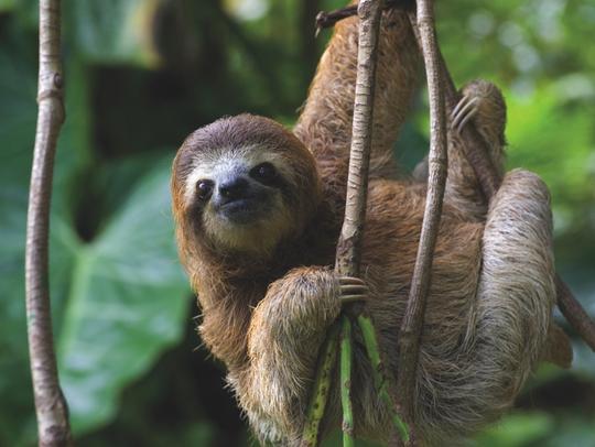 Three Toed Sloth