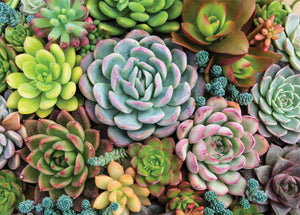 Succulent Garden