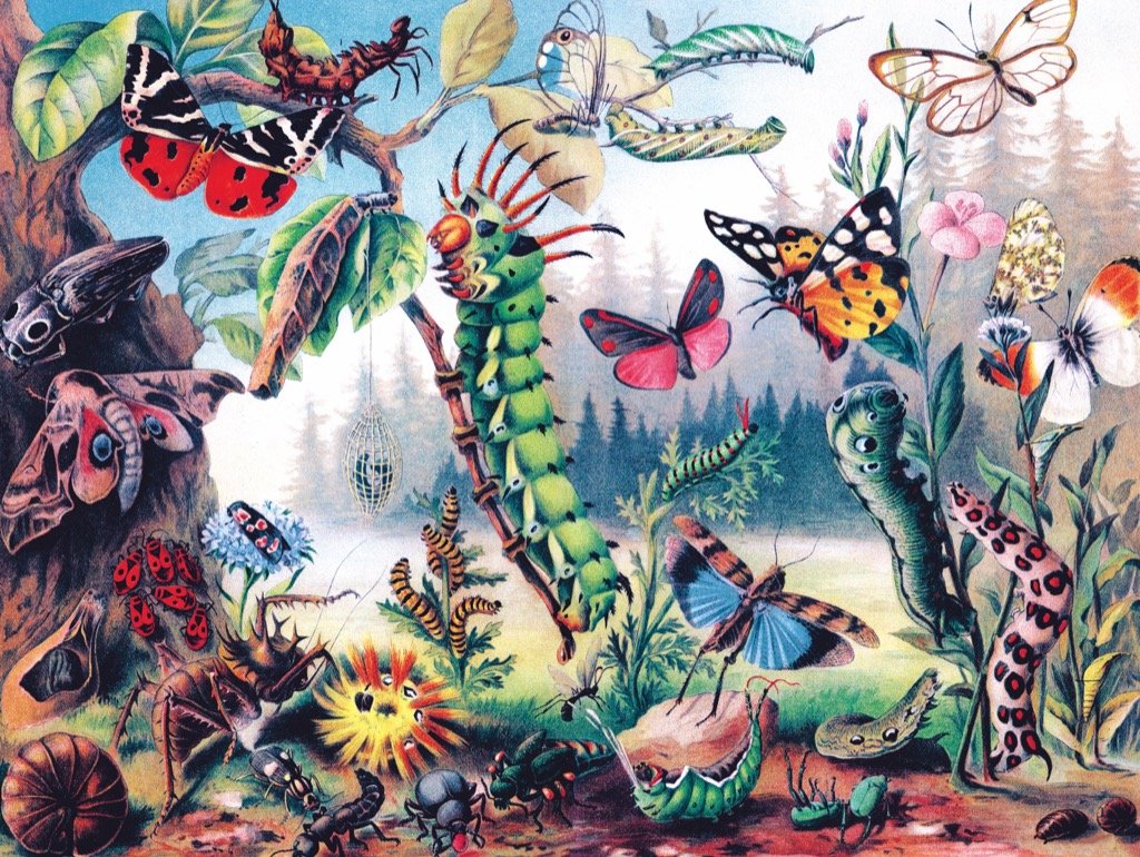 Metamorphosis