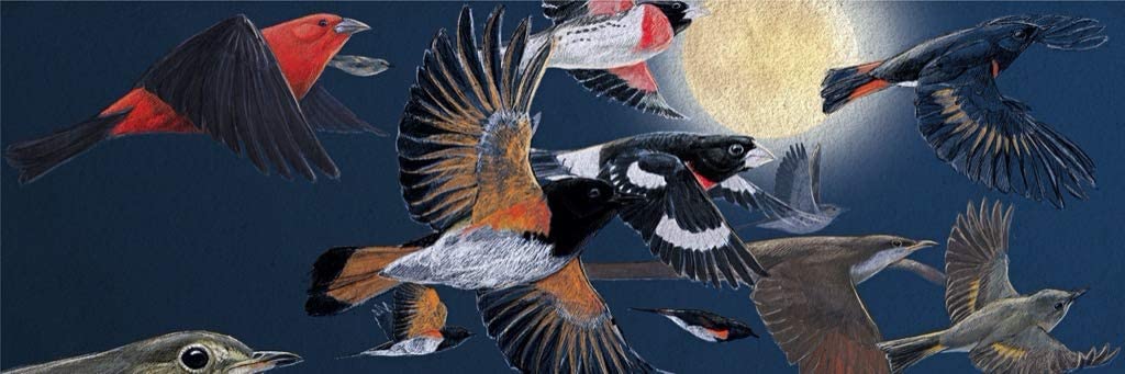 Midnight Migration
