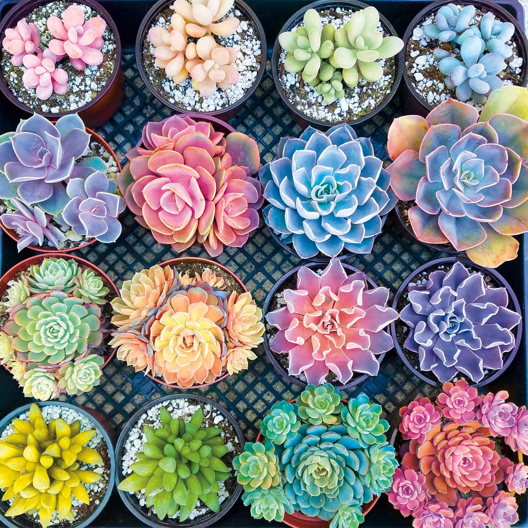 sweet succulent Sweet Succulent – Completing the Puzzle