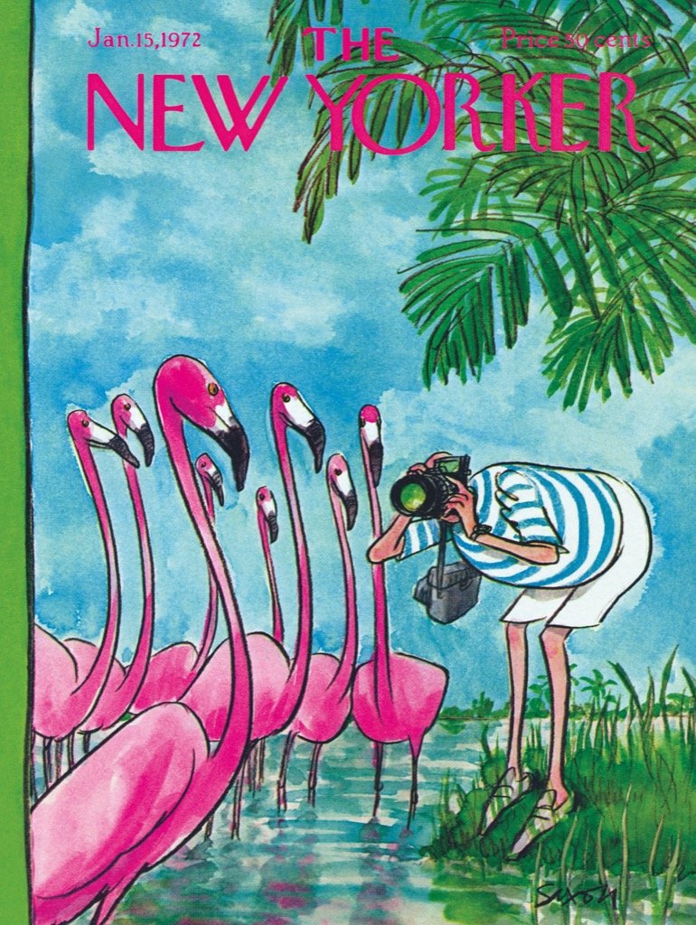 Flamingo Photographer