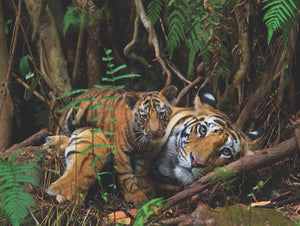 Mother Tiger and Cub