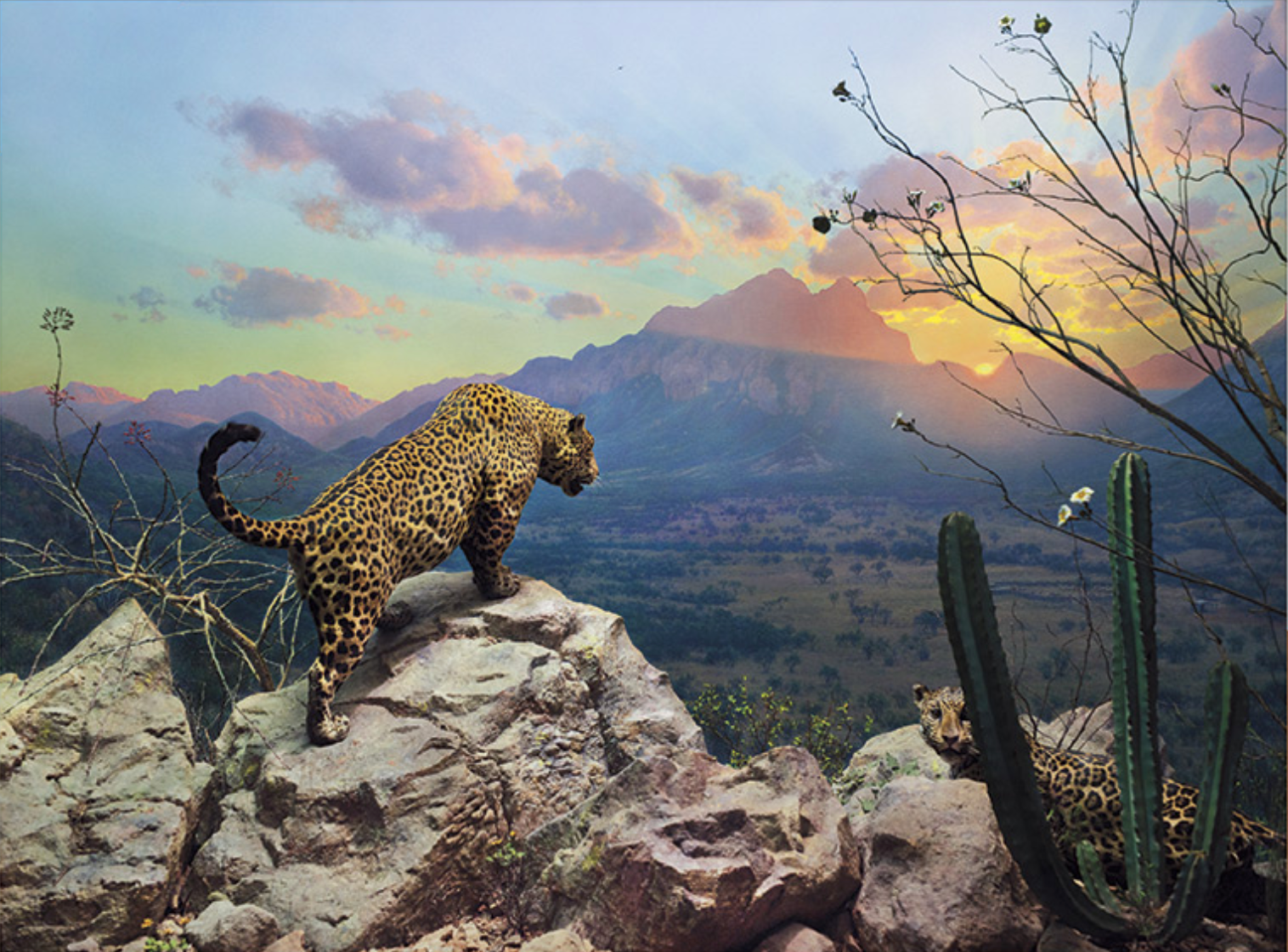 Jaguar Diorama