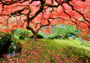 Japanese Maple Tree