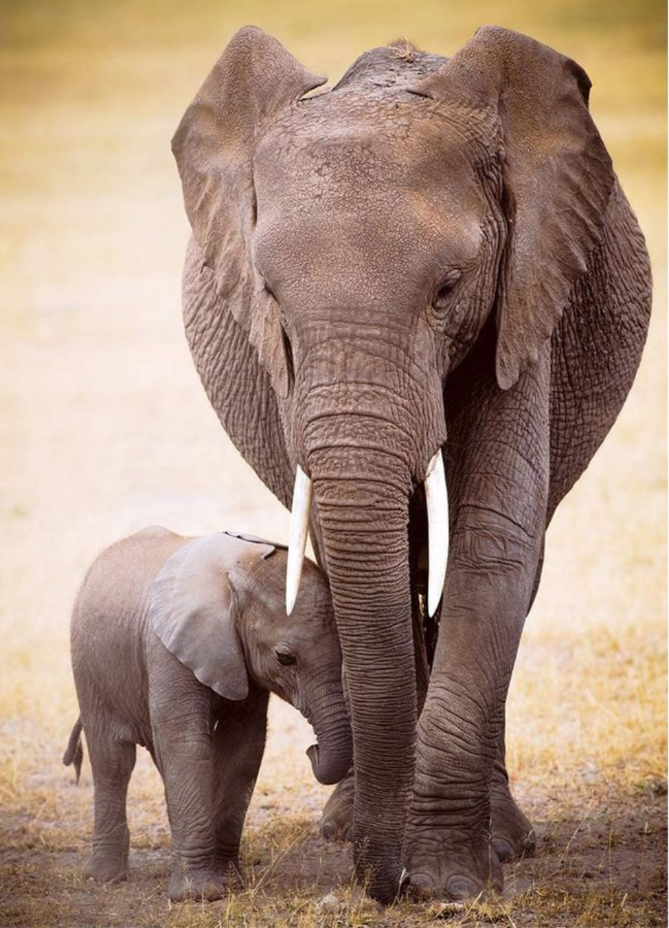 Elephant and Baby